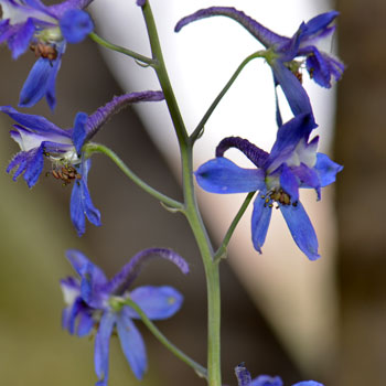 Delphinium scaposum, Tall Mountain Larkspur